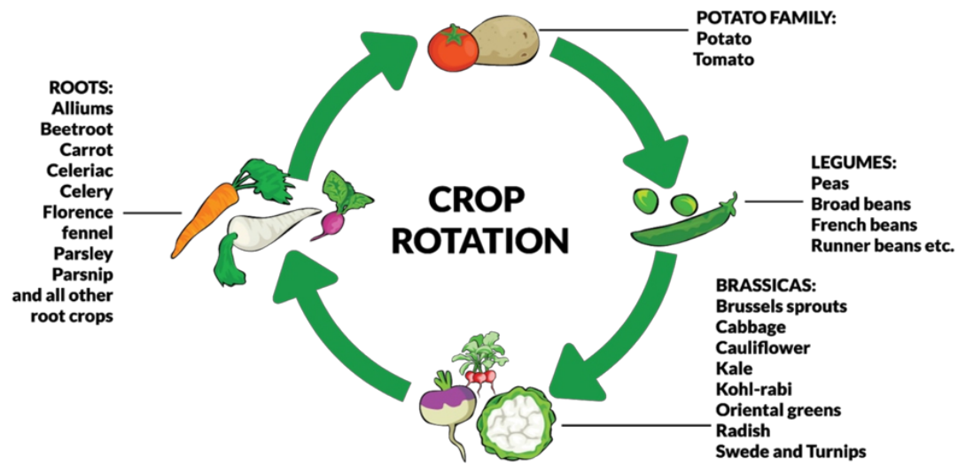 Crop rotation as a sustainable natural farming practice