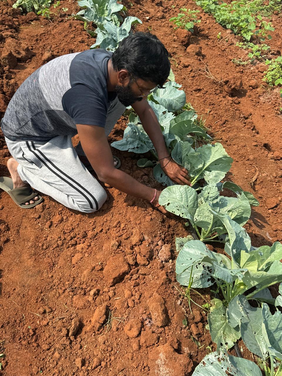 Farming 